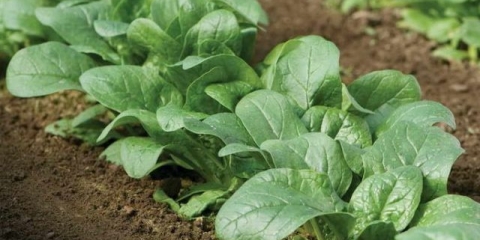 Kako uzgajati spanać na otvorenom polju i u stakleniku